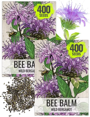 Vista 17 de Seed Needs Semillas de limón y menta para plantar hierbas anuales sin OMG, 1 paquete