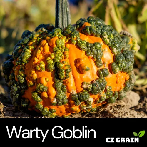 Vista 2 de Semillas de calabaza Warty Goblin, 10 semillas tradicionales para plantar, textura verrugosa única, naranja brillante, tamaño mediano, perfectas