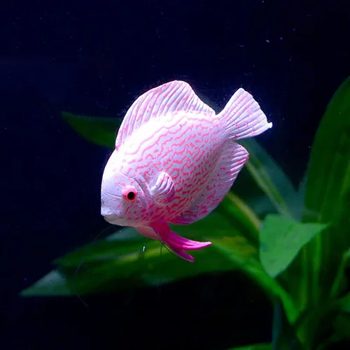 Vista 8 de GLOGLOW Peces luminosos, peces artificiales - 4 piezas para oficina, hogar, jardín acuario