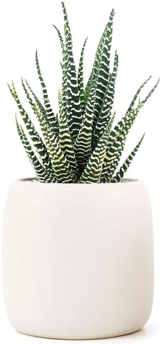 Vista 3 de Haworthia 'Zebra Plant' - Suculenta puntiaguda de aloe a rayas blancas (6 pulgadas)