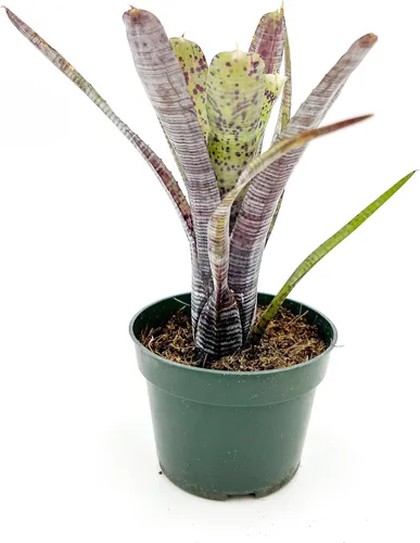 Vista 5 de ragnaroc Plantas vivas – Bromelia Billbergia Casa Blanca de raíz desnuda, gigante 20-30 cm - 1 unidad - Llegada viva garantizada - Plantas