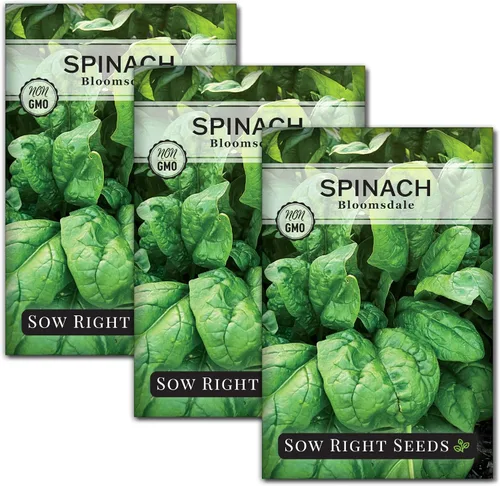 Vista 8 de Sow Right Seeds - Semillas de espinaca Bloomsdale para plantar - Ideal para jardines al aire libre o interior - Variedad de reliquia sin OMG