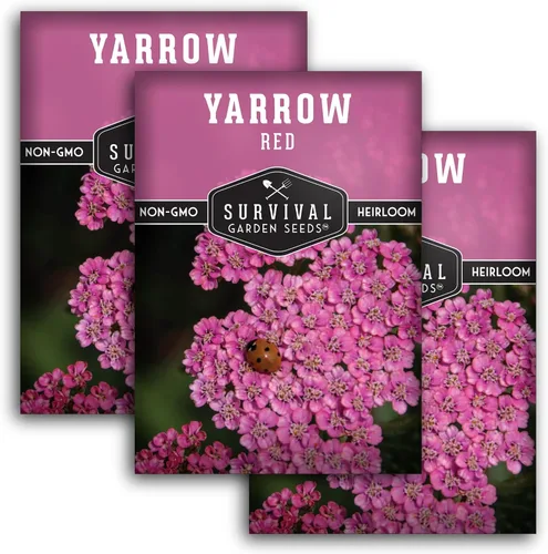 Vista 11 de Semillas de milenrama roja o rosa para plantar, hierbas medicinales tradicionales y semillas de flores perennes, flores amigables con polinizadores