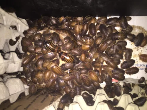 Vista 7 de BadAssBugs™ 1LB Dubia Cucaracha Chow Hornata Miel