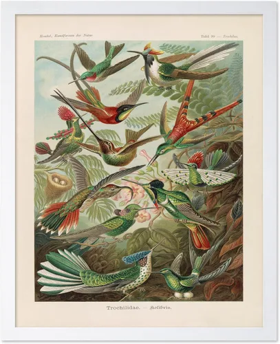 Vista 24 de Poster Master Póster vintage de James Audubon – Impresión retro de amargo americano – Arte de aves de América – Regalo para hombres, mujeres
