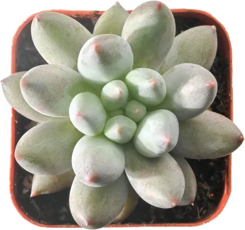 Vista 9 de Sprout N Green Echeveria 'Ball of Fat', planta suculenta viva rara totalmente enraizada en maceta de 2 pulgadas con tierra, oficina en casa