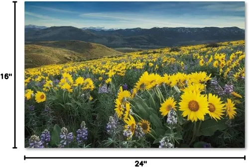 Vista 11 de Trademark Fine Art WAP01796-C1624GG Methow Valley Wildflowers IV, 16x24