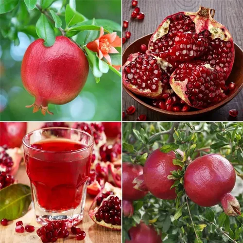 Vista 9 de Semillas de frutas para plantar - Semillas de frutas de jardín (caqui americano - 10 semillas)