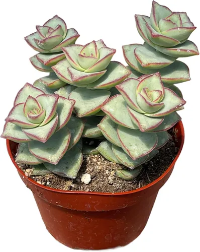 Vista 9 de The Succulent Cult - Collar de bebé de Crassula de 4 pulgadas, plantas suculentas raras totalmente arraigadas en suelo suculento, planta de casa