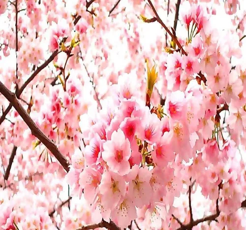 Vista 5 de Prunus serrulata (Cereza Japonesa, Sakura, Cereza Colina, Cereza Oriental, Cereza de Asia Oriental) Semillas de árbol, Flores vistosas, Semillas