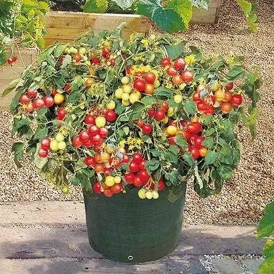 Vista 2 de 10 Semillas Italiano Patio Cherry Tomate-vigorosa Producción!-Fruta muy dulce!!
