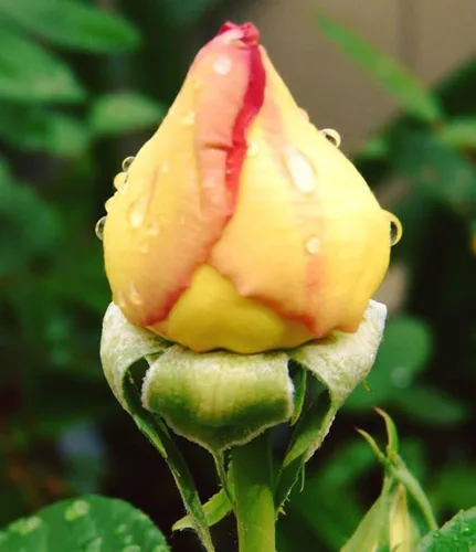 Vista 2 de Semillas de rosa de colores mixtos raros para plantar 50 semillas híbridas de rosales trepadoras