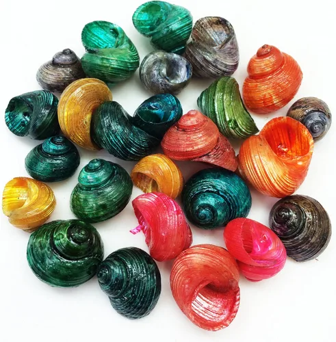 Vista 6 de PEPPERLONELY Conchas marinas teñidas de colores surtidos, 5 onzas, tamaño 1/4 pulgada