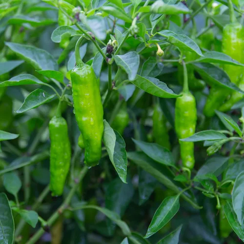 Vista 5 de Shishito Pepper 70 Seeds, pimientos tradicionales japoneses, Shishitōgarashi, pimienta arrugada japonesa sin OMG