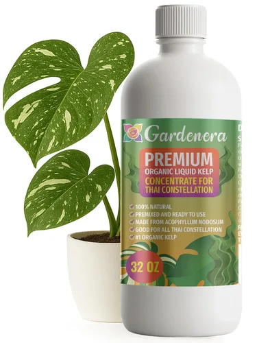 Vista 38 de GARDENERA Superalimento orgánico prémium de algas marinas y algas marinas para plantas AROID - 32 oz - Concentrado de fertilizante líquido de algas