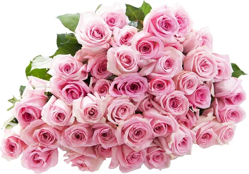 Vista 7 de Blooms2Door - 25 Rosas Rosadas (Fresco - 19.7 in) - Flores Frescas para Cumpleaños, San Valentín y Día de la Madre
