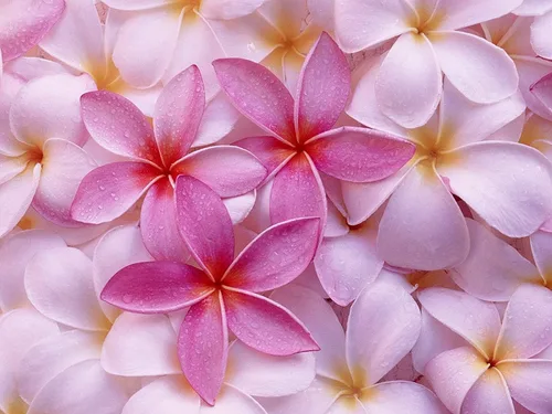 Vista 6 de CORTE DE PLANTAS DE PLUMERIA ROSA HAWAIIANA ~ CRECIR HAWAII