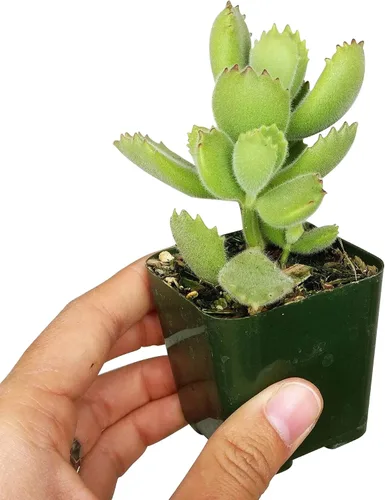Vista 2 de Cotyledon Tomentosa - Suculenta de pata de oso Cuidado de la suculenta 2 pulgadas Cotyledon Tomentosa Pata De Oso