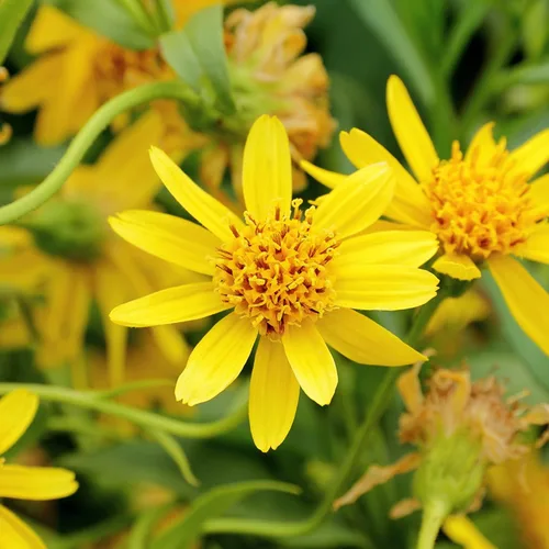 Vista 3 de Semillas de Árnica Europea (Arnica Montana) Paquete de 20 Semillas