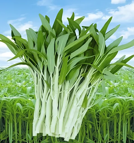 Vista 12 de Semillas de huerto para plantar - Cultiva verduras tradicionales (pimienta de 5 colores)