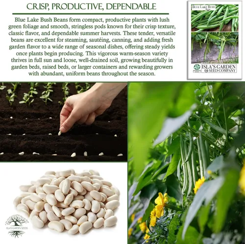 Vista 5 de Blue Lake Bush Green Bean Seeds, más de 50 semillas tradicionales por paquete, semillas sin OMG, (semillas de jardín de Isla), nombre botánico