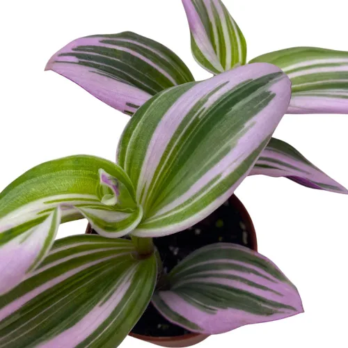 Vista 4 de BubbleBlooms Pink Tradescantia Nanouk, judío errante abigarrado, rara planta pequeña de 2 pulgadas