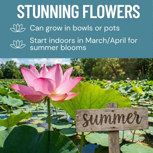 Vista 3 de Lotus Seeds (paquete de 10) – Loto de agua acuática para plantar – Cultivar en estanque Koi, cuenco o contenedor – Planta de jardín de agua