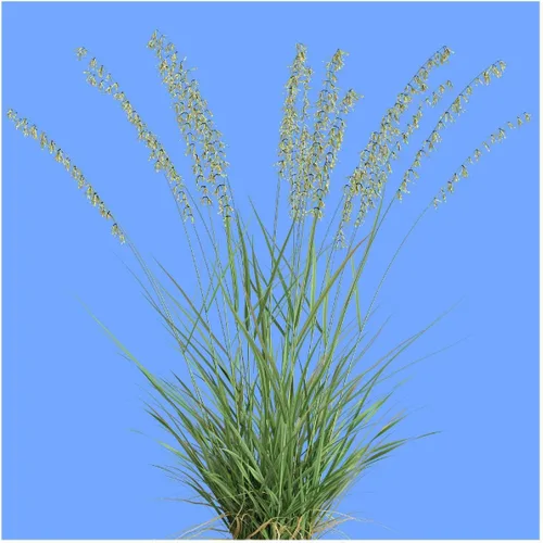 Vista 3 de Everwilde Farms - Semillas de hierba nativa Grama de avena lateral de 1 onza - Gold Vault
