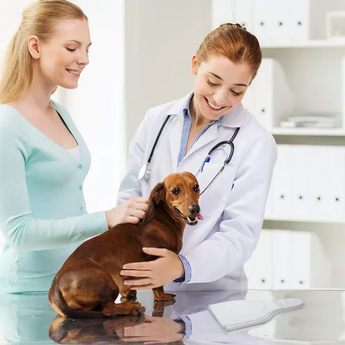 Vista 6 de Nuanchu 100 piezas de conos de colección de semen canino, bolsa de recolección de semen desechable para perros, bolsas de conos de inseminación