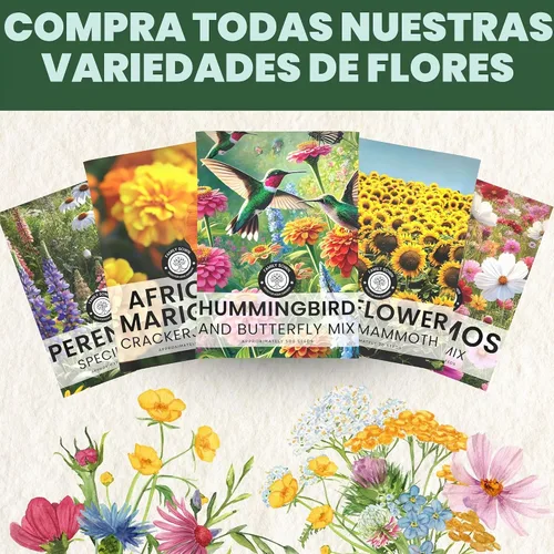 Vista 7 de Calendula Pacific Beauty - Paquete grande de 1 onza - 3,000 semillas de flores para plantar - Calendula officinalis