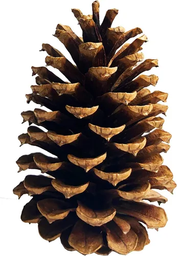Vista 2 de PineCones - Paquete alto a granel, totalmente naturales, piñas grandes y piñas de pino naturales perfectas para adornos colgantes de Navidad