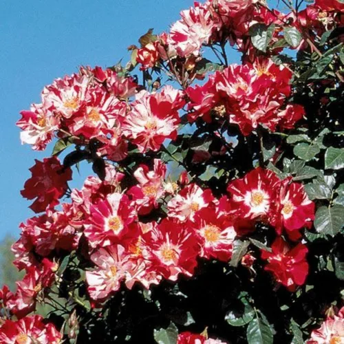 Vista 3 de Plantas vivas de rosas trepadoras, rosales listos para plantar, sin maceta, podados, bien enraizados, de 6 a 8 meses de edad (Fourth of July)