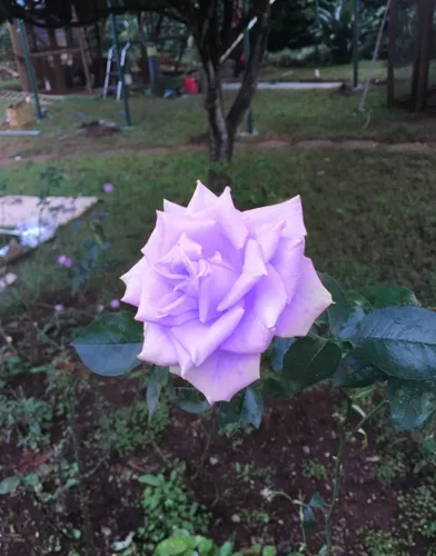 Vista 3 de Bonsai Alemania - Rosas moradas raras, 30 unidades, semillas de reliquia de rosa dragón