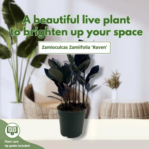 Vista 3 de BubbleBlooms ZZ negro, 4 pulgadas Raven Zamioculcas Zamiifolia Dowon Jet-Black