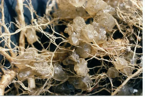Vista 3 de Soil Moist Flower & Garden Plus Aditivo para suelos micorrícicos