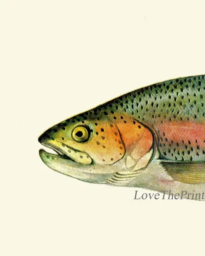Vista 2 de Rainbow Trout Fish Fishing Gift Wall Art Prints set of 3 Prints 8x10 - Unframed - Beautiful River lake Nature Home Room Decor Decoration LoveThePrint