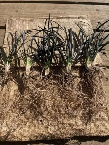Vista 4 de 15 plantas de césped decorativas Black Mondo
