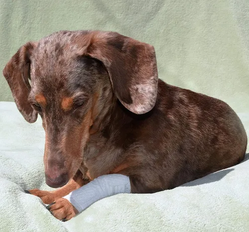 Vista 7 de PawFlex Vendajes para heridas articulares y de área grande para perros, gatos y otras mascotas. Ideal para esguinces de articulaciones de piernas