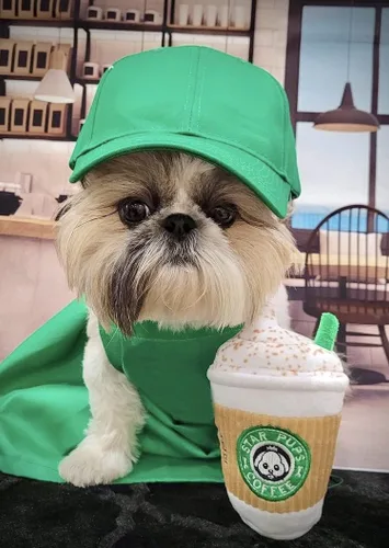 Vista 3 de Nestpark Parody Star Pups - Juguete de café para perros Pup'kin Spice Latte – Divertido juguete de felpa chirriante para perros medianos, pequeños