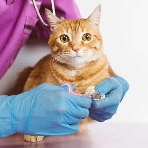 Vista 7 de Bolsa de baño para gatos, 10 piezas, kit de aseo para ducha de gato, verde y rosa