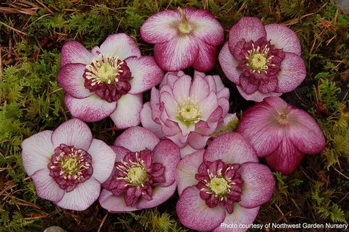 Vista 9 de Perennial Farm Marketplace Helleborus x Winter Jewels "Flor de Cerezo" (Rosa Cuaresmal) Perenne, 1 Quart, Flores Rojas