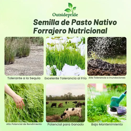 Vista 3 de Outsidepride Semilla de Switchgrass - 1 lb. Hierba nativa perenne, resistente a la sequía y las inundaciones, semilla de césped ideal para céspedes