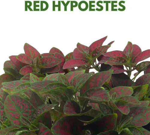 Vista 2 de BubbleBlooms Red Hypoestes Phyllostachya en una planta de flamenco de lunares de 4 pulgadas