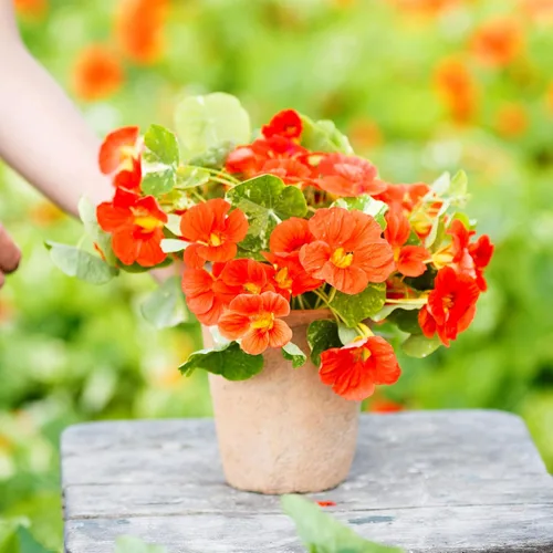 Vista 7 de Eden Brothers Semillas de Nasturtium - Semillas de Alaska Gold sin transgénicos para plantar, 1 onza Semillas de flores de bajo mantenimiento