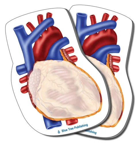 Vista 26 de Notas Adhesivas de Anatomía