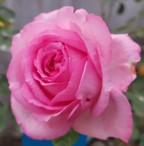 Vista 2 de 100 piezas de semillas de rosas mixtas exuberantes flores perennes arbusto rosa semillas de flores reliquia