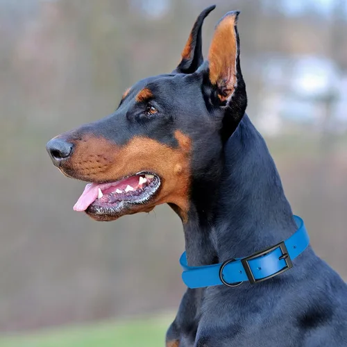 Vista 301 de Dogline Biothane - Collar impermeable para perro con hebilla de liberación rápida, resistente cincha de nailon recubierta con resistente y a prueba