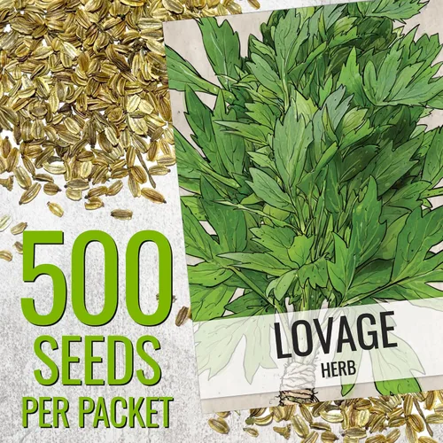 Vista 3 de Seed Needs Semillas de apio para plantar hierbas culinarias tradicionales sin OMG, 2 paquetes