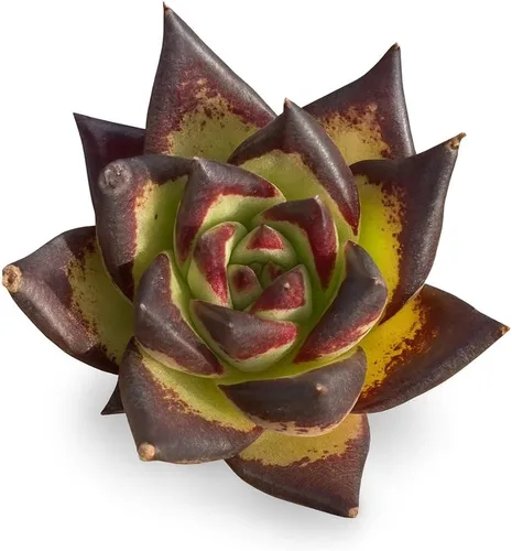Vista 10 de Echeveria Agavoides Blue Dragon – Planta suculenta viva – 3 pulgadas – Tolerante a la sequía, bajo mantenimiento, perfecta para decoración
