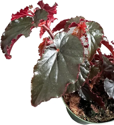 Vista 4 de Begonia Black Magic, Begonia Rex, maceta de 4 pulgadas, planta viva muy única y fácil de cuidar